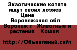 Экзотические котята ищут своих хозяев › Цена ­ 6 000 - Воронежская обл., Воронеж г. Животные и растения » Кошки   